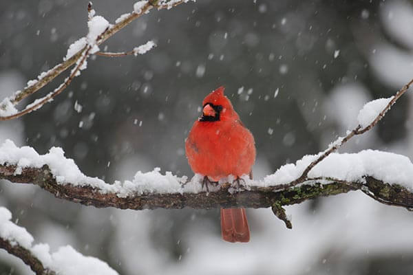 CookieText cardinal in the snow